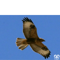 گونه سارگپه پا بلند Long-legged Buzzard